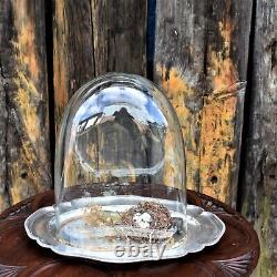 Antique Victorian Glass Cloche Dome Shop Display England Silver Plate Tray Mediu