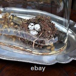 Antique Victorian Glass Cloche Dome Shop Display England Silver Plate Tray Mediu