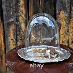 Antique Victorian Glass Cloche Dome Shop Display England Silver Plate Tray Mediu