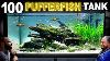 Building 100 Pufferfish Aquarium Epic 330l Aquascape Tutorial